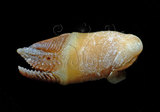 中文名:尼科巴石茗荷(005583-00001)學名:Lithotrya nicobarica Reinhardt, 1850(005583-00001)