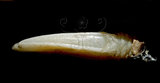 中文名:截頂小鎧茗荷(005087-00073)學名:Arcoscalpellum truncatum (Hoek, 1883)(005087-00073)