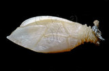 中文名:截頂小鎧茗荷(005087-00073)學名:Arcoscalpellum truncatum (Hoek, 1883)(005087-00073)