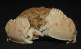 中文名:逍遙饅頭蟹(002015-00036)學名:Calappa philargius (Linnaeus, 1758)(002015-00036)