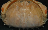 中文名:逍遙饅頭蟹(002015-00036)學名:Calappa philargius (Linnaeus, 1758)(002015-00036)