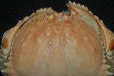 中文名:逍遙饅頭蟹(002015-00037)學名:Calappa philargius (Linnaeus, 1758)(002015-00037)