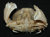 中文名:逍遙饅頭蟹(002015-00037)學名:Calappa philargius (Linnaeus, 1758)(002015-00037)