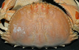 中文名:逍遙饅頭蟹(002015-00038)學名:Calappa philargius (Linnaeus, 1758)(002015-00038)