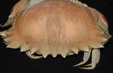 中文名:逍遙饅頭蟹(002129-00195)學名:Calappa philargius (Linnaeus, 1758)(002129-00195)