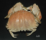中文名:逍遙饅頭蟹(002830-00035)學名:Calappa philargius (Linnaeus, 1758)(002830-00035)