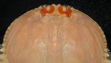 中文名:逍遙饅頭蟹(003232-00097)學名:Calappa philargius (Linnaeus, 1758)(003232-00097)