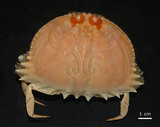 中文名:逍遙饅頭蟹(003232-00097)學名:Calappa philargius (Linnaeus, 1758)(003232-00097)