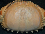 中文名:逍遙饅頭蟹(004478-00058)學名:Calappa philargius (Linnaeus, 1758)(004478-00058)