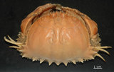 中文名:逍遙饅頭蟹(004478-00058)學名:Calappa philargius (Linnaeus, 1758)(004478-00058)