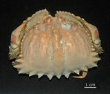 中文名:逍遙饅頭蟹(004655-00079)學名:Calappa philargius (Linnaeus, 1758)(004655-00079)
