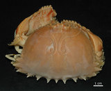 中文名:逍遙饅頭蟹(004655-00089)學名:Calappa philargius (Linnaeus, 1758)(004655-00089)