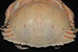 中文名:卷折饅頭蟹(002015-00026)學名:Calappa lophos (Herbst, 1782)(002015-00026)