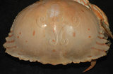 中文名:卷折饅頭蟹(002433-00106)學名:Calappa lophos (Herbst, 1782)(002433-00106)