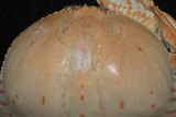 中文名:卷折饅頭蟹(002433-00106)學名:Calappa lophos (Herbst, 1782)(002433-00106)