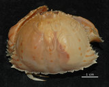 中文名:卷折饅頭蟹(003000-00176)學名:Calappa lophos (Herbst, 1782)(003000-00176)