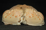 中文名:卷折饅頭蟹(003046-00035)學名:Calappa lophos (Herbst, 1782)(003046-00035)