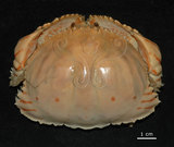 中文名:卷折饅頭蟹(003046-00035)學名:Calappa lophos (Herbst, 1782)(003046-00035)