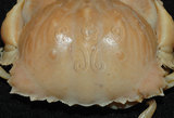 中文名:卷折饅頭蟹(003046-00037)學名:Calappa lophos (Herbst, 1782)(003046-00037)