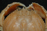 中文名:卷折饅頭蟹(003046-00037)學名:Calappa lophos (Herbst, 1782)(003046-00037)