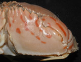 中文名:卷折饅頭蟹(003046-00103)學名:Calappa lophos (Herbst, 1782)(003046-00103)