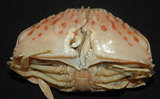 中文名:卷折饅頭蟹(003046-00103)學名:Calappa lophos (Herbst, 1782)(003046-00103)