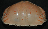 中文名:卷折饅頭蟹(003046-00104)學名:Calappa lophos (Herbst, 1782)(003046-00104)