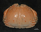 中文名:卷折饅頭蟹(003046-00104)學名:Calappa lophos (Herbst, 1782)(003046-00104)