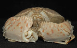 中文名:卷折饅頭蟹(003275-00019)學名:Calappa lophos (Herbst, 1782)(003275-00019)