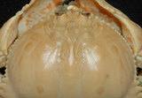 中文名:卷折饅頭蟹(003328-00007)學名:Calappa lophos (Herbst, 1782)(003328-00007)