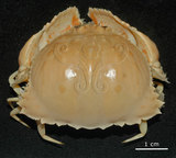 中文名:卷折饅頭蟹(003328-00007)學名:Calappa lophos (Herbst, 1782)(003328-00007)