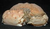 中文名:卷折饅頭蟹(003328-00101)學名:Calappa lophos (Herbst, 1782)(003328-00101)