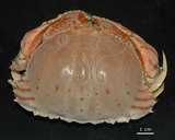 中文名:卷折饅頭蟹(003328-00101)學名:Calappa lophos (Herbst, 1782)(003328-00101)