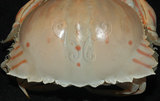中文名:卷折饅頭蟹(003328-00104)學名:Calappa lophos (Herbst, 1782)(003328-00104)