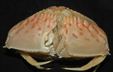 中文名:卷折饅頭蟹(003404-00184)學名:Calappa lophos (Herbst, 1782)(003404-00184)