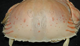 中文名:卷折饅頭蟹(003404-00184)學名:Calappa lophos (Herbst, 1782)(003404-00184)