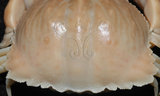 中文名:卷折饅頭蟹(003423-00012)學名:Calappa lophos (Herbst, 1782)(003423-00012)