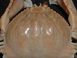 中文名:卷折饅頭蟹(003423-00012)學名:Calappa lophos (Herbst, 1782)(003423-00012)