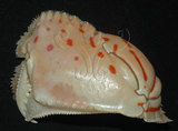中文名:卷折饅頭蟹(003448-00038)學名:Calappa lophos (Herbst, 1782)(003448-00038)