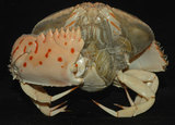 中文名:卷折饅頭蟹(003448-00038)學名:Calappa lophos (Herbst, 1782)(003448-00038)