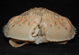 中文名:卷折饅頭蟹(003471-00084)學名:Calappa lophos (Herbst, 1782)(003471-00084)
