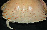 中文名:卷折饅頭蟹(003624-00059)學名:Calappa lophos (Herbst, 1782)(003624-00059)