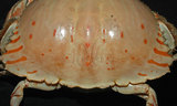 中文名:卷折饅頭蟹(003624-00059)學名:Calappa lophos (Herbst, 1782)(003624-00059)