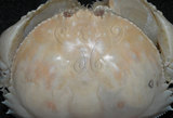 中文名:卷折饅頭蟹(003688-00102)學名:Calappa lophos (Herbst, 1782)(003688-00102)