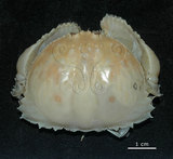 中文名:卷折饅頭蟹(003688-00102)學名:Calappa lophos (Herbst, 1782)(003688-00102)