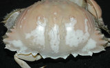 中文名:卷折饅頭蟹(003846-00012)學名:Calappa lophos (Herbst, 1782)(003846-00012)