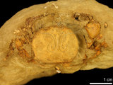 中文名:顯著表方蟹(橙螯隱蟹)(NMNS000016-F045019)學名:Epigrapsus notatus (Heller, 1865) (NMNS000016-F045019)