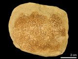 中文名:長手隆背蟹(NMNS000016-F030363)學名:Carcinoplax longimana (De Haan, 1835) (NMNS000016-F030363)