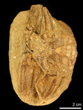 中文名:休氏聲蟹(NMNS000016-F030336)學名:Psopheticus hughi Alcock,1900 (NMNS000016-F030336)