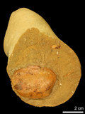 中文名:休氏聲蟹(NMNS000016-F030366)學名:Psopheticus hughi Alcock,1900 (NMNS000016-F030366)